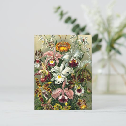 Briefkaart van Ernst Haeckel Orchidaceae (Staand voorkant)