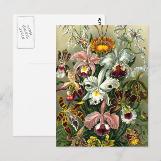 Briefkaart van Ernst Haeckel Orchidaceae (Voorkant / Achterkant)