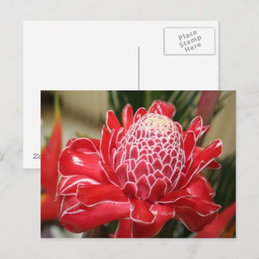 Briefkaart van exotische rode fluitbloem (Voorkant / Achterkant)