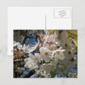 Briefkaart van Floral met witte bloemen (Voorkant / Achterkant)