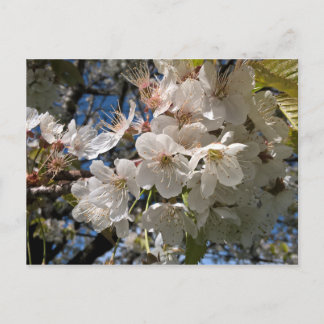 Briefkaart van Floral met witte bloemen