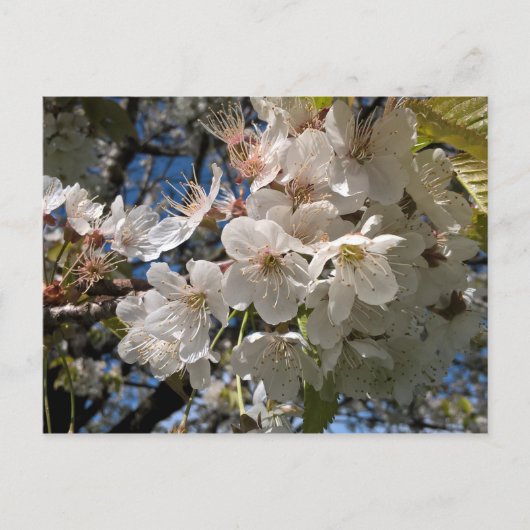 Briefkaart van Floral met witte bloemen (Voorkant)