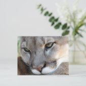 Briefkaart van Florida Panther (4071) (Staand voorkant)