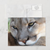 Briefkaart van Florida Panther (4071) (Voorkant / Achterkant)