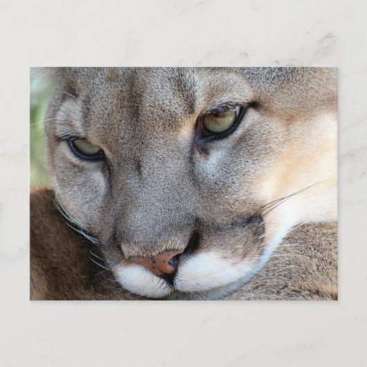 Briefkaart van Florida Panther (4071) (Voorkant)