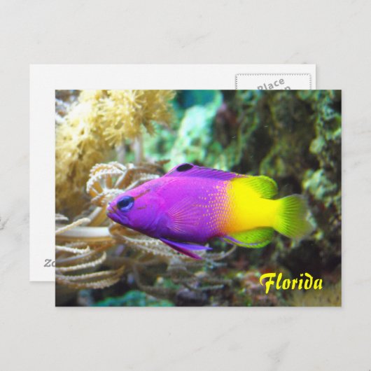 Briefkaart van Florida vis (Voorkant / Achterkant)