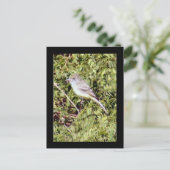 Briefkaart van Flycatcher Bird (Staand voorkant)