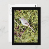 Briefkaart van Flycatcher Bird (Voorkant / Achterkant)