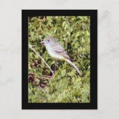 Briefkaart van Flycatcher Bird (Voorkant)