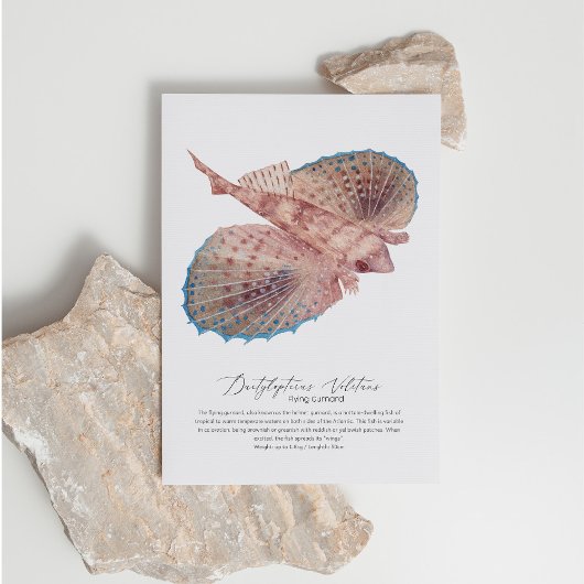 Briefkaart van Flying Gurnard