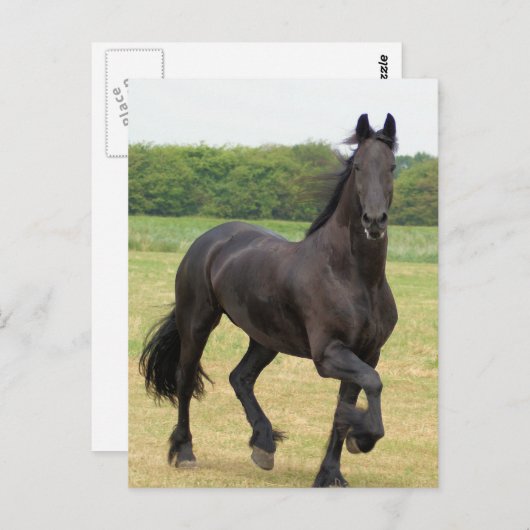 Briefkaart van Friesian Horse (Voorkant / Achterkant)