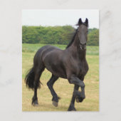 Briefkaart van Friesian Horse (Voorkant)