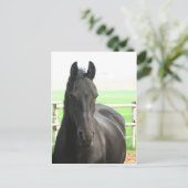 Briefkaart van Friesian Horse (Staand voorkant)
