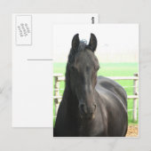 Briefkaart van Friesian Horse (Voorkant / Achterkant)