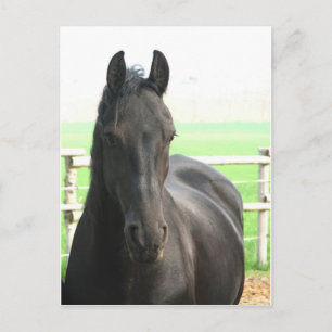 Briefkaart van Friesian Horse