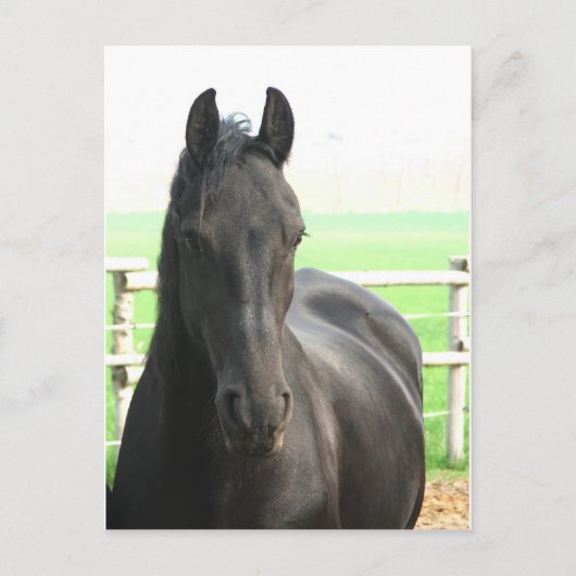 Briefkaart van Friesian Horse (Voorkant)