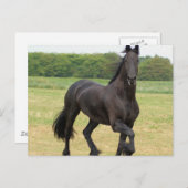 Briefkaart van Friesian Horse (Voorkant / Achterkant)