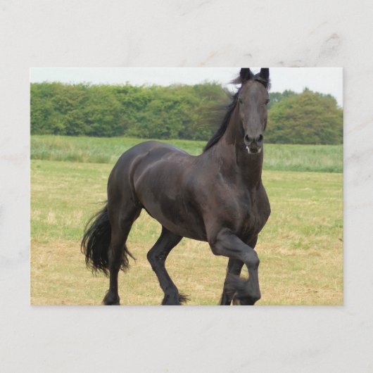 Briefkaart van Friesian Horse (Voorkant)