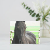 Briefkaart van Friesian Horse (Staand voorkant)