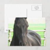 Briefkaart van Friesian Horse (Voorkant / Achterkant)