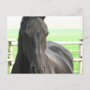 Briefkaart van Friesian Horse