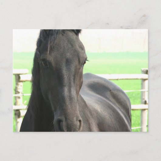 Briefkaart van Friesian Horse (Voorkant)