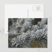 Briefkaart van Frosty Spruce (Voorkant / Achterkant)