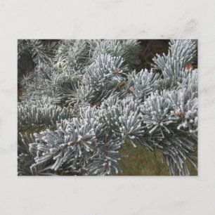 Briefkaart van Frosty Spruce