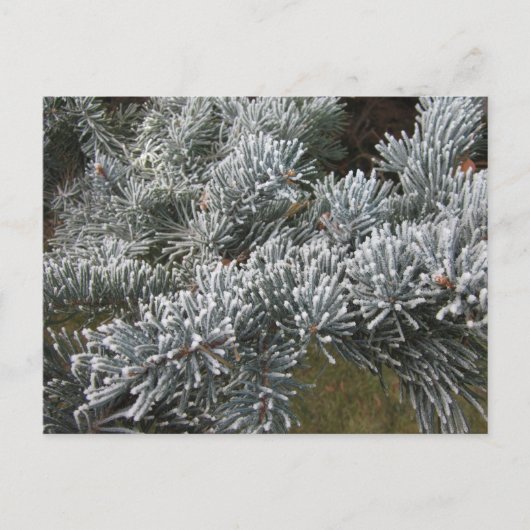 Briefkaart van Frosty Spruce (Voorkant)