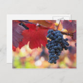 Briefkaart van fruit en levensmiddelen 72 (Voorkant / Achterkant)