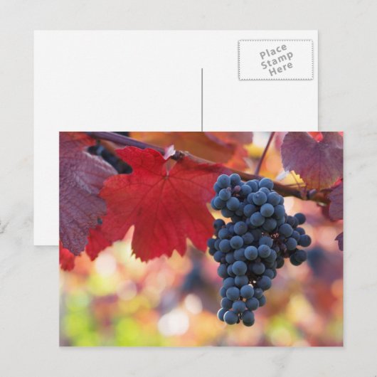 Briefkaart van fruit en levensmiddelen 72 (Voorkant / Achterkant)