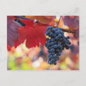 Briefkaart van fruit en levensmiddelen 72 (Voorkant)