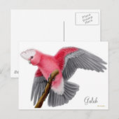 Briefkaart van Galah Cockato (Voorkant / Achterkant)