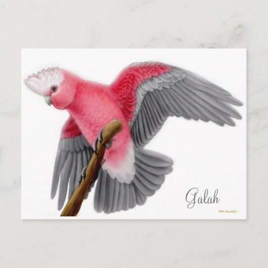 Briefkaart van Galah Cockato (Voorkant)