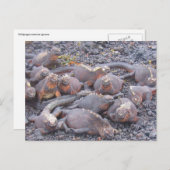 briefkaart van galapagos iguanas (Voorkant / Achterkant)