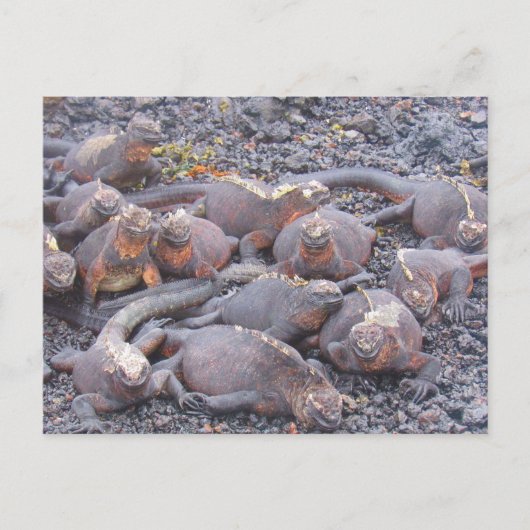 briefkaart van galapagos iguanas (Voorkant)