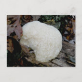 Briefkaart van gebaarde tanden (Hericium erinaceus (Voorkant)