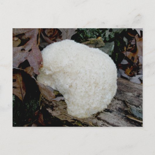 Briefkaart van gebaarde tanden (Hericium erinaceus (Voorkant)