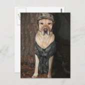 Briefkaart van geel gelaagd lab jagen (Voorkant / Achterkant)