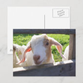 Briefkaart van geit (Voorkant / Achterkant)