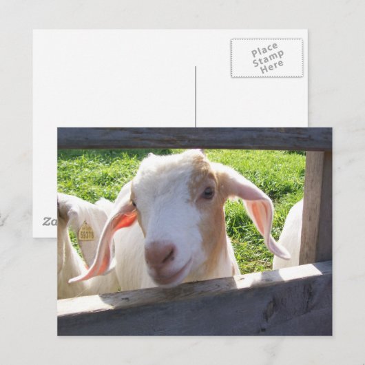 Briefkaart van geit (Voorkant / Achterkant)
