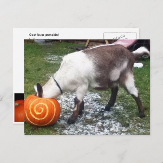 Briefkaart van geit en pompoen (Voorkant / Achterkant)