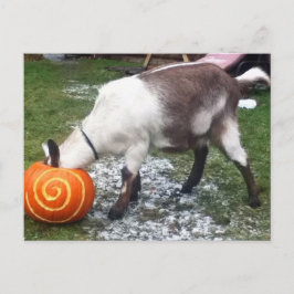 Briefkaart van geit en pompoen