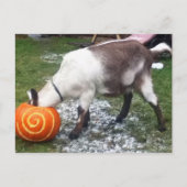 Briefkaart van geit en pompoen (Voorkant)