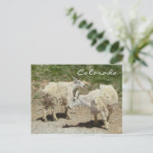 Briefkaart van geit van de colorado (Staand voorkant)