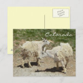 Briefkaart van geit van de colorado (Voorkant / Achterkant)