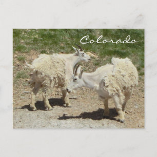 Briefkaart van geit van de colorado