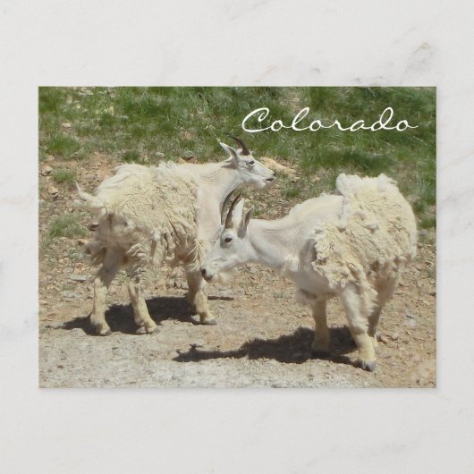 Briefkaart van geit van de colorado (Voorkant)