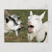 Briefkaart van geiten (Voorkant)