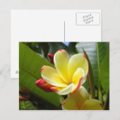 briefkaart van gele bloem (Voorkant / Achterkant)